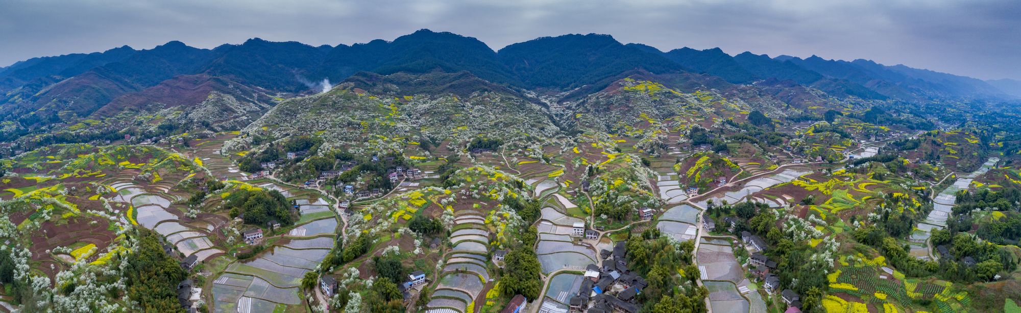 春满人间（黄都乡李花）.jpg